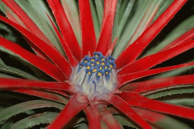 fascicularia