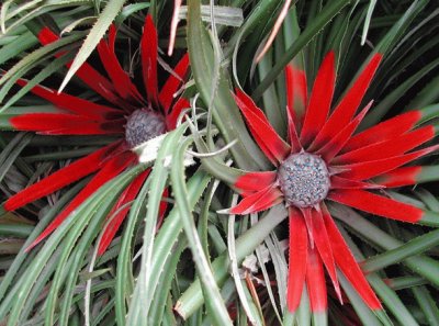 fascicularia