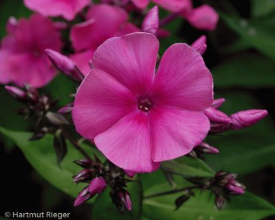 phlox