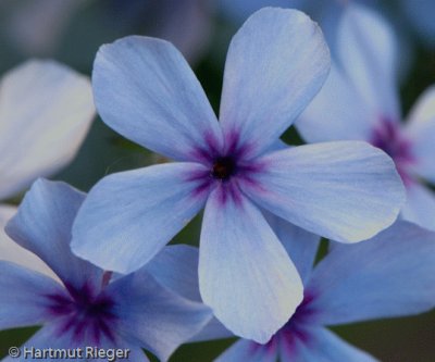 phlox