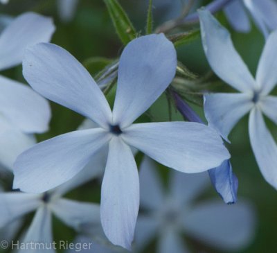 phlox