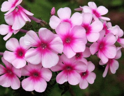 phlox