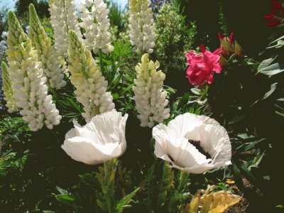 pavots et lupins