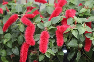 acalypha