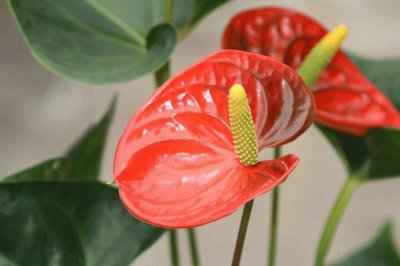 anthurium