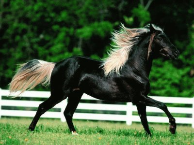 cheval