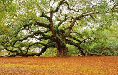 ANGEL OAK, TIENE 400 AÃ‘OS, USA.