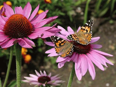 fleurs et papillons