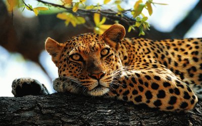 jaguar