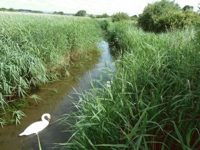 Radipole lake reed beds