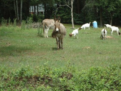 curious mule