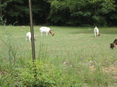 Goats in the field