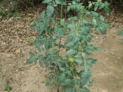 Tomato plant