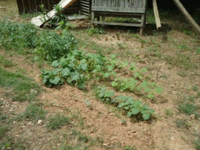 potatoes, squash, okra and cucumbers