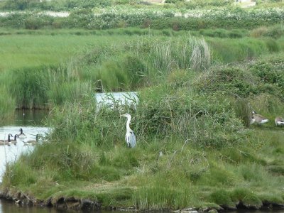 Lodmoor lake