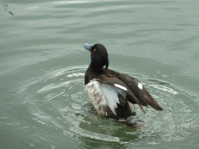 Duck Radipole lake