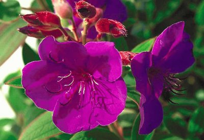 tibouchina