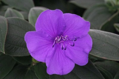 tibouchina