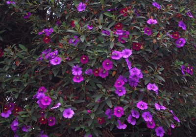 tibouchina