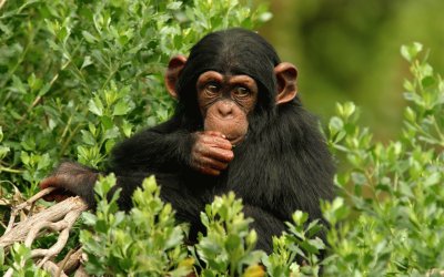 chimpanse