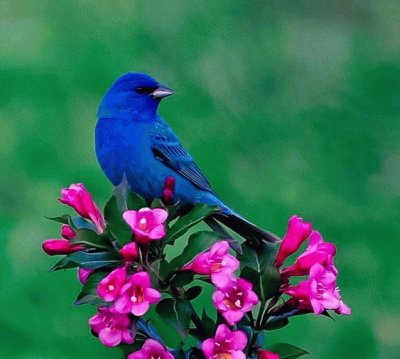 Indigo Bluebird