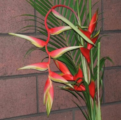 fleurs:Heliconia