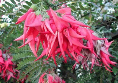 fleurs: Clianthus_puniceus