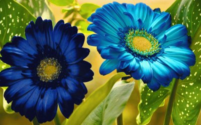 fleurs: gerberas