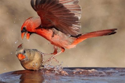 CÃRDENALES EN PLEITO