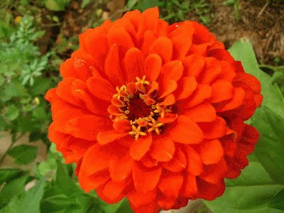 zinnia