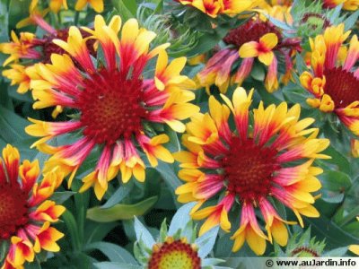 gaillardes