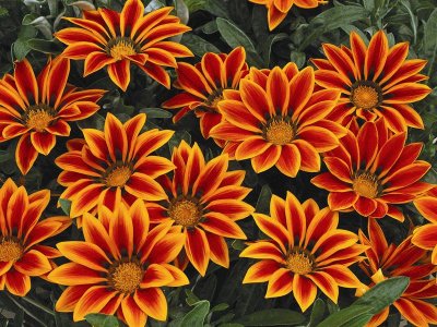 gazania