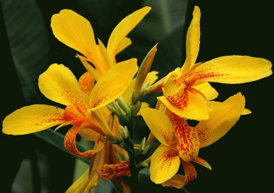 fleurs: canna