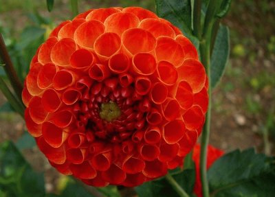 dahlia pompon