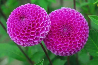 dahlias pompons