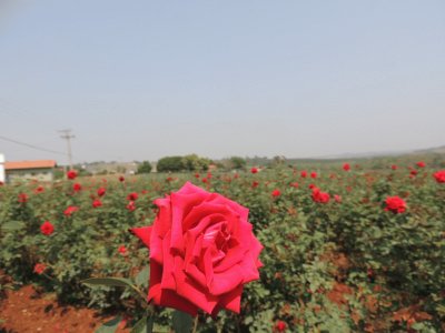 Campos de rosas