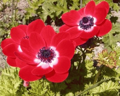 anemone