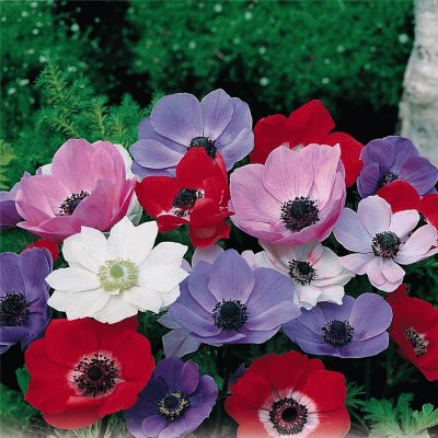 anemone