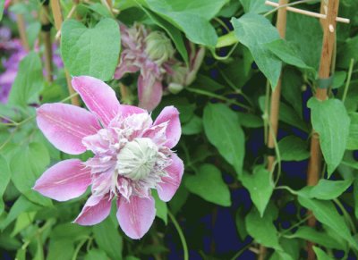 clematite