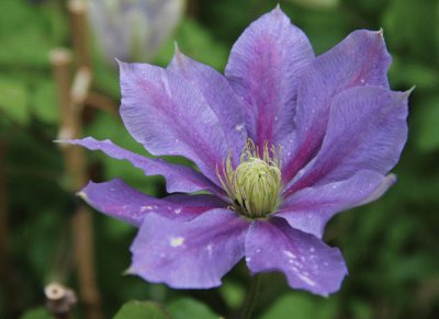 clematite