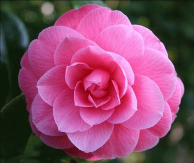 camelia