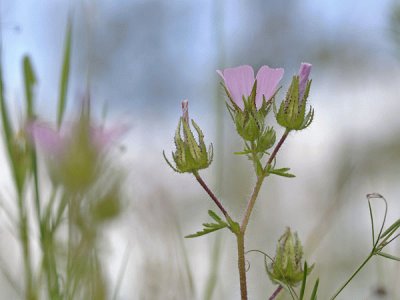 althaea