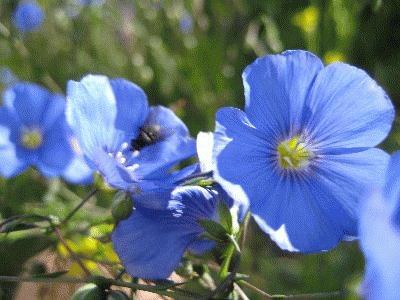 fleurs de montagne