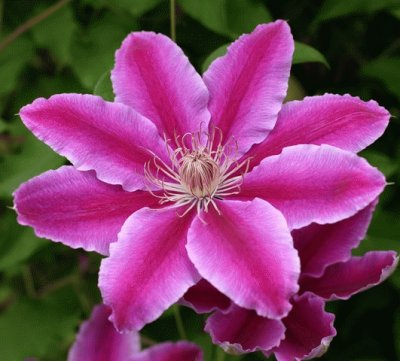 Clematis