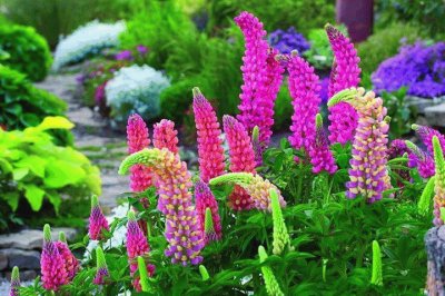 fleurs: lupins