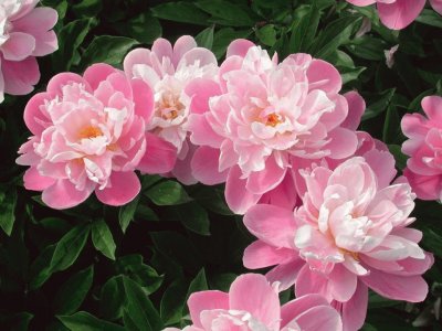 fleurs: pivoines