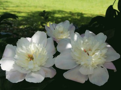 fleurs: pivoine