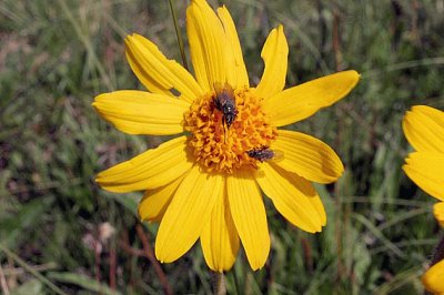 arnica