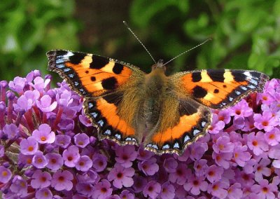 buddleia