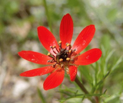 adonis flammea